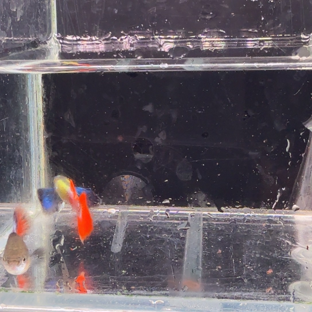 孔雀鱼鎏金花蝴蝶1对