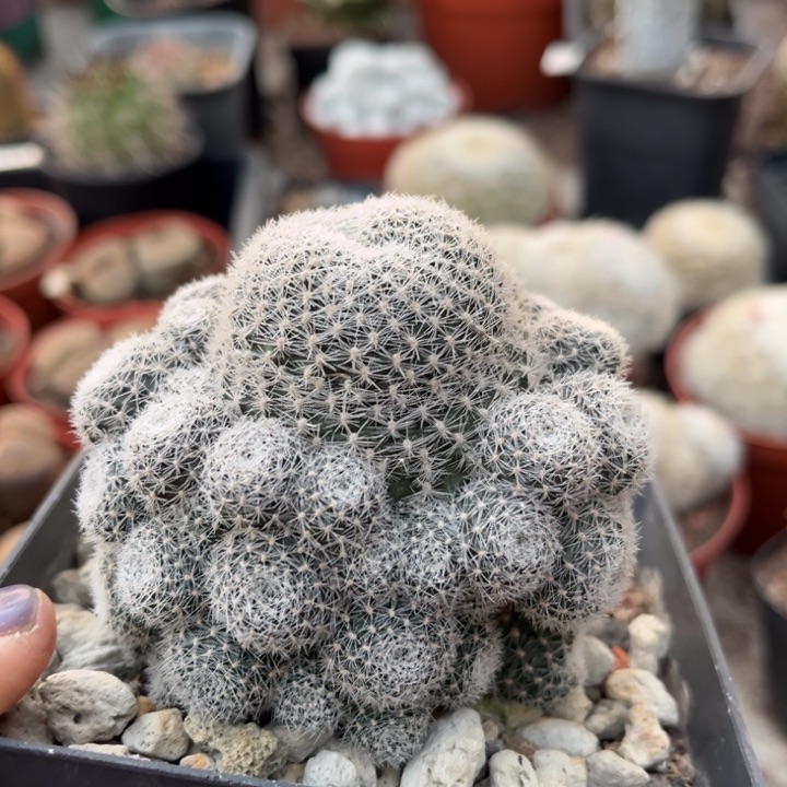 仙人球一物一拍自根