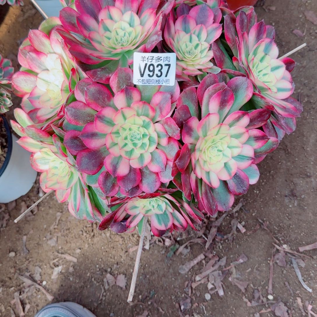 荔枝法师937冠幅30