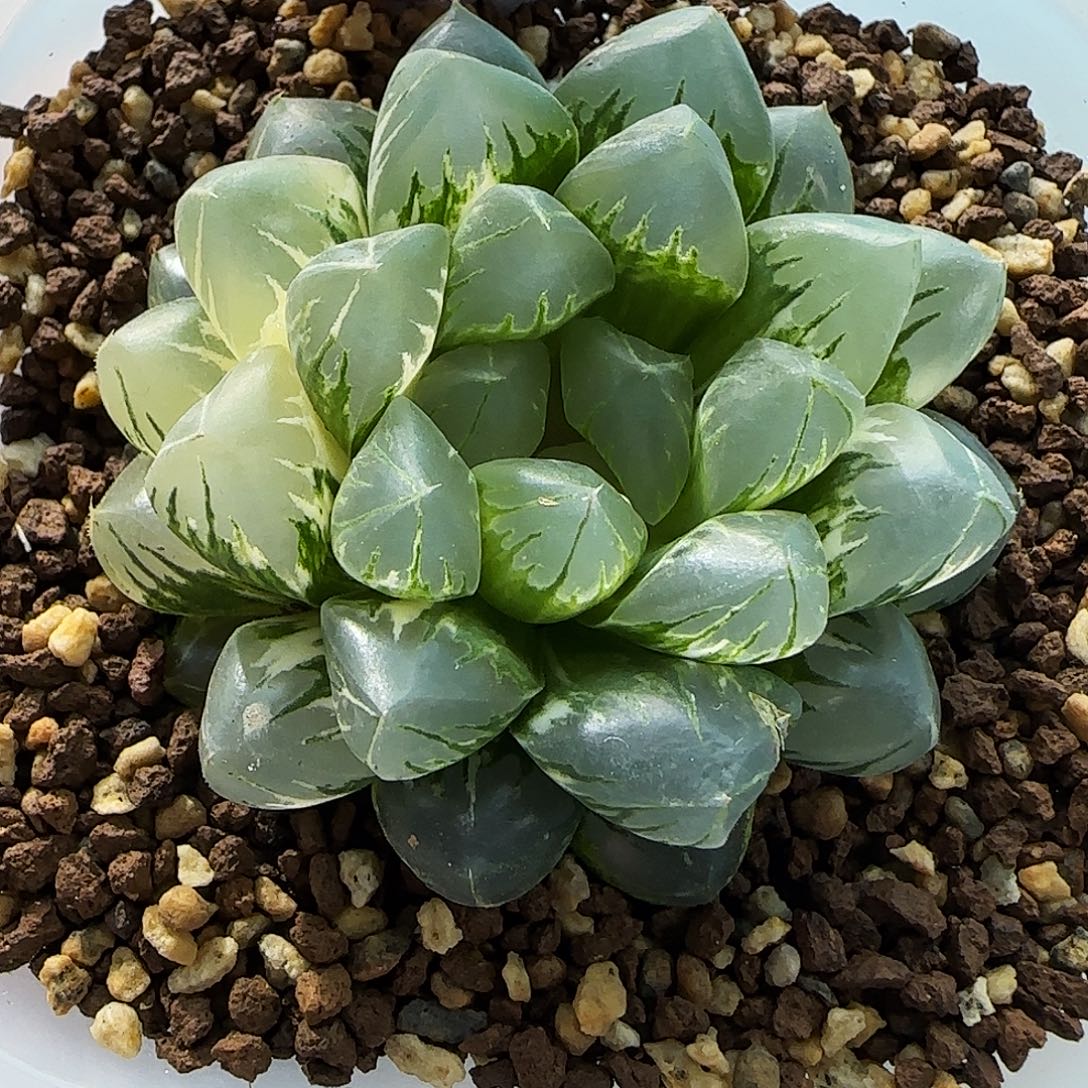 37号非组北极之光锦一物一拍带盆