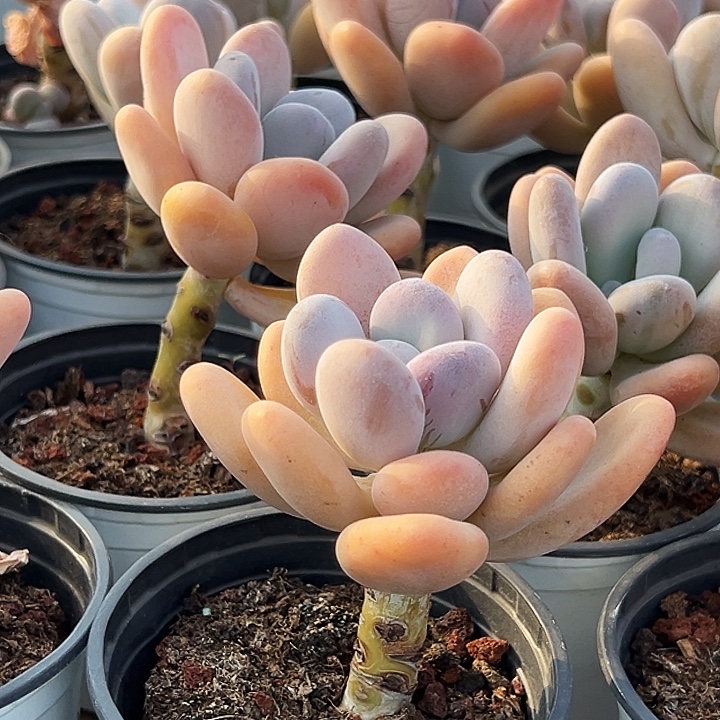 橙雪球          福利多多