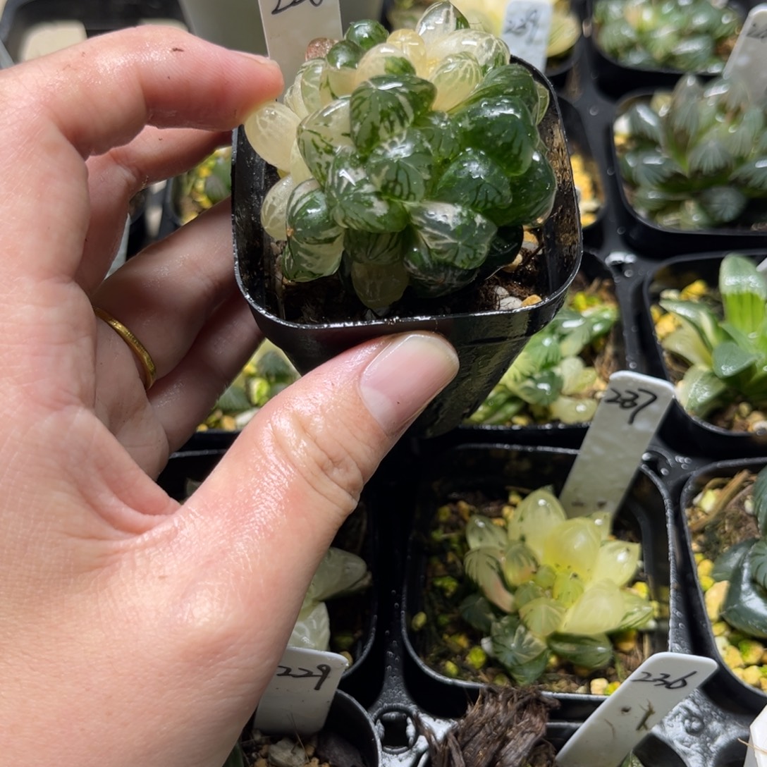 228塑料皮玉露锦一物一拍