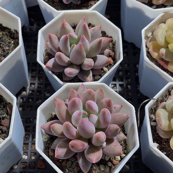 所罗门带盆土发货