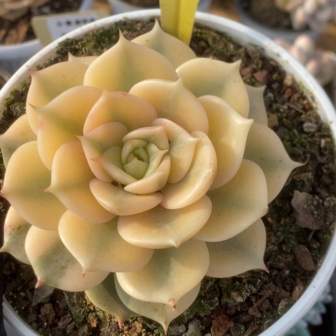 541贝加尔湖锦锦锦锦锦