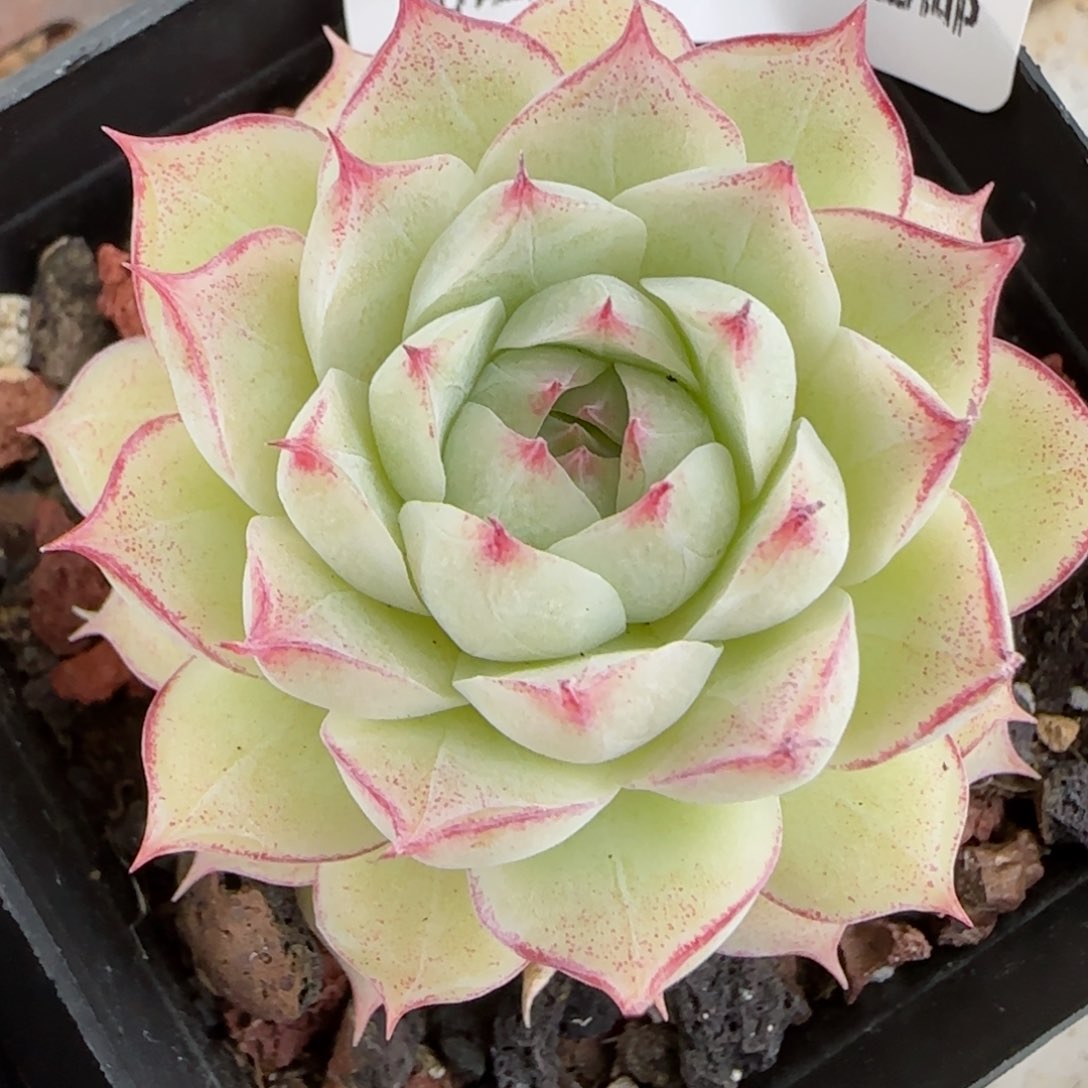 花语逸镜0129-374