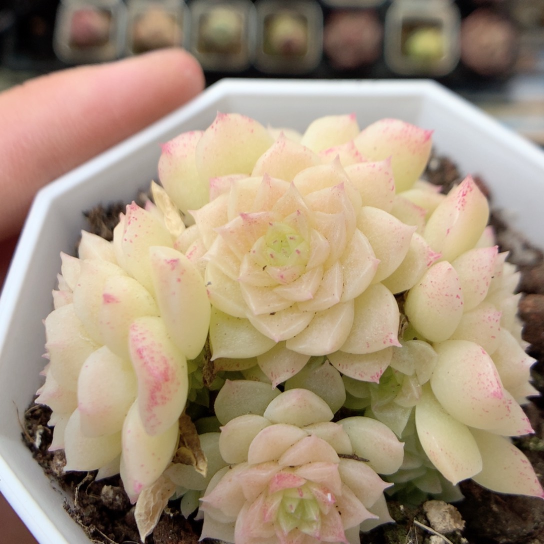 X57，20包邮两天凑单偏远不发货