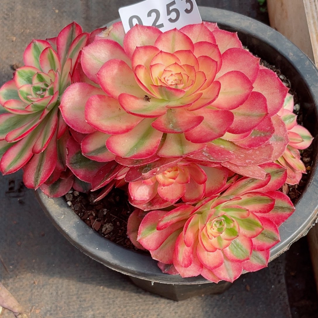 荔枝多肉特价发货别人未付钱