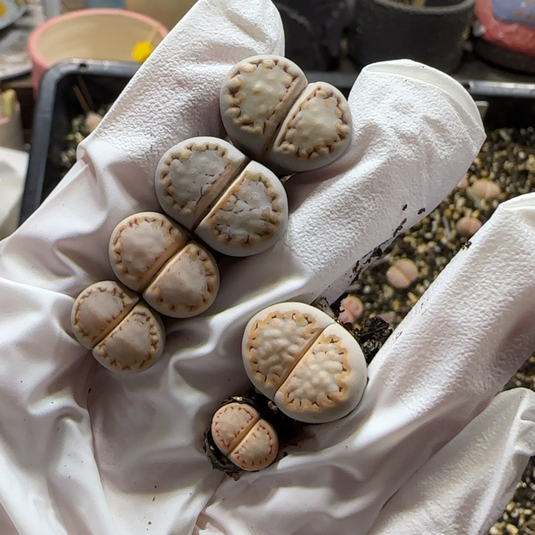 哦***王12.16.217.216.9080