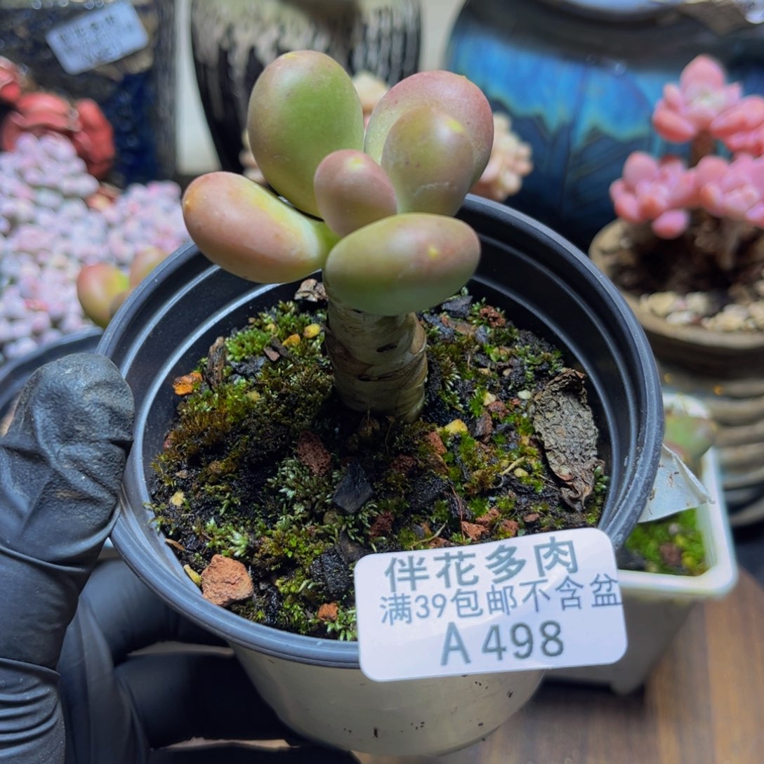 498芒果奶5.5厘米多肉
