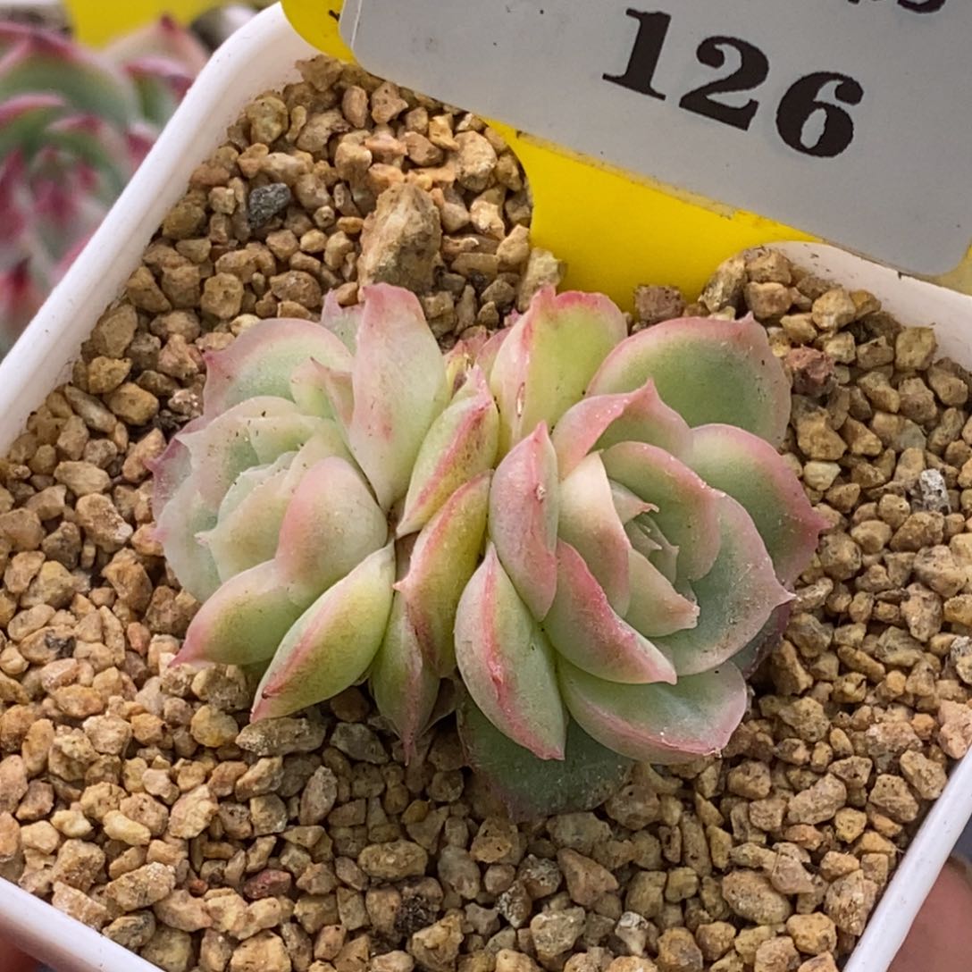 5126精控水晶虾饺双福利