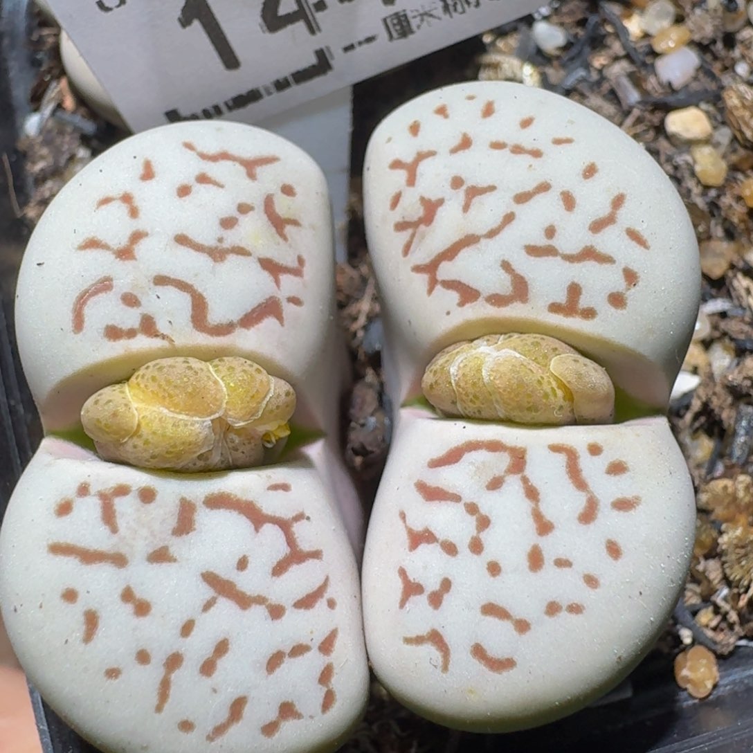 zzzz生石花肉锥1441