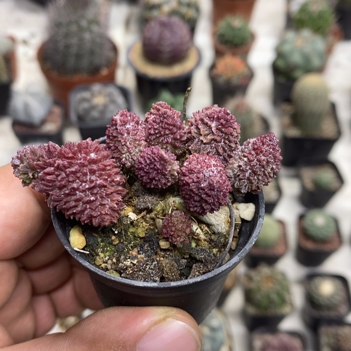 朱子玉特价福利特价