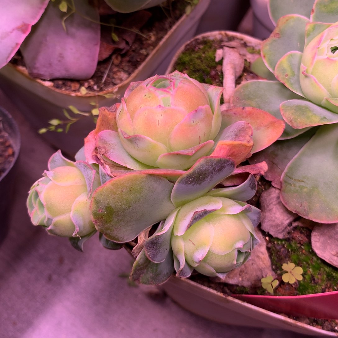 一物一拍帕群011