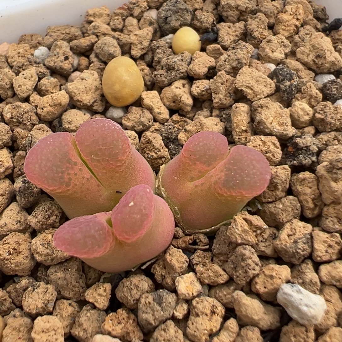 68多肉植物百科知识