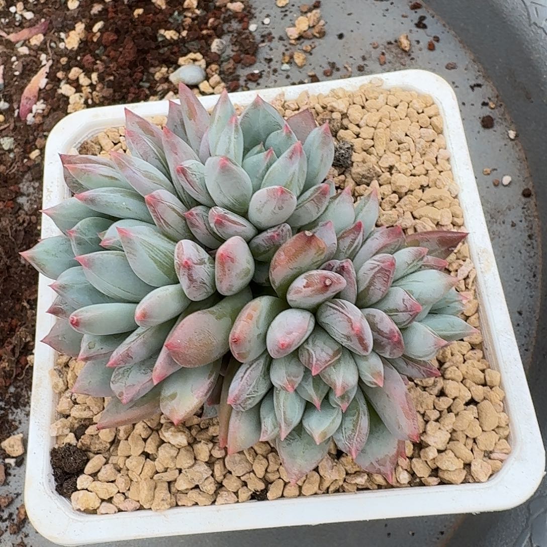 美肉一颗福利开炸