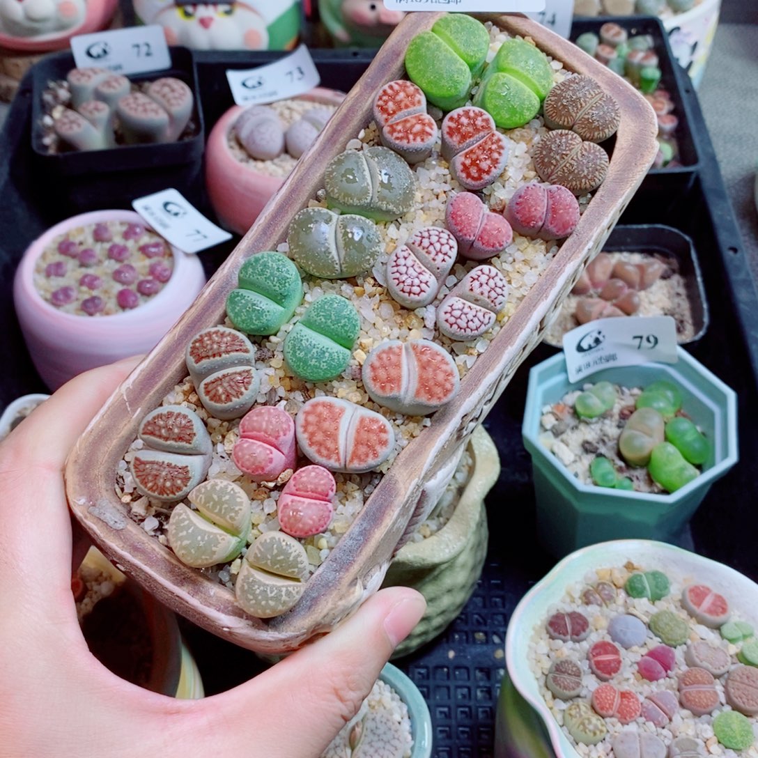 生石花花花花花花花花80