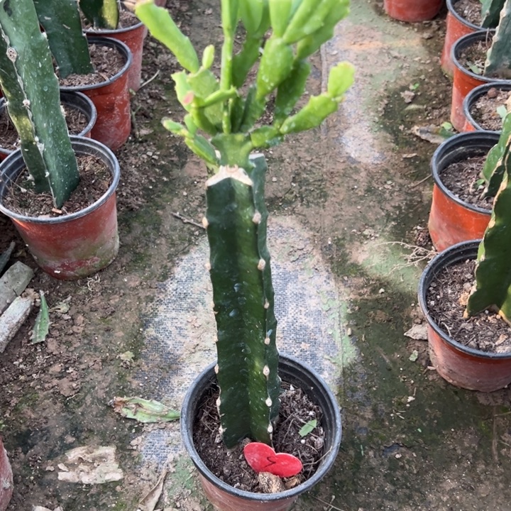 当前无花栽培后可以开花052  9