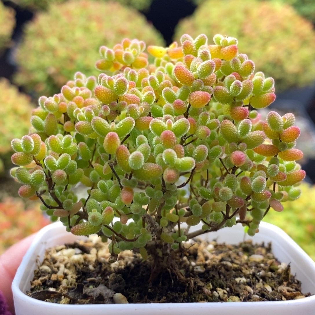 994蜜橘糖球 。        