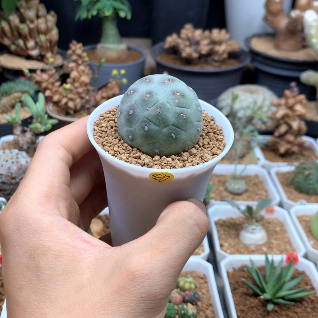 习志野带盆自根带盆