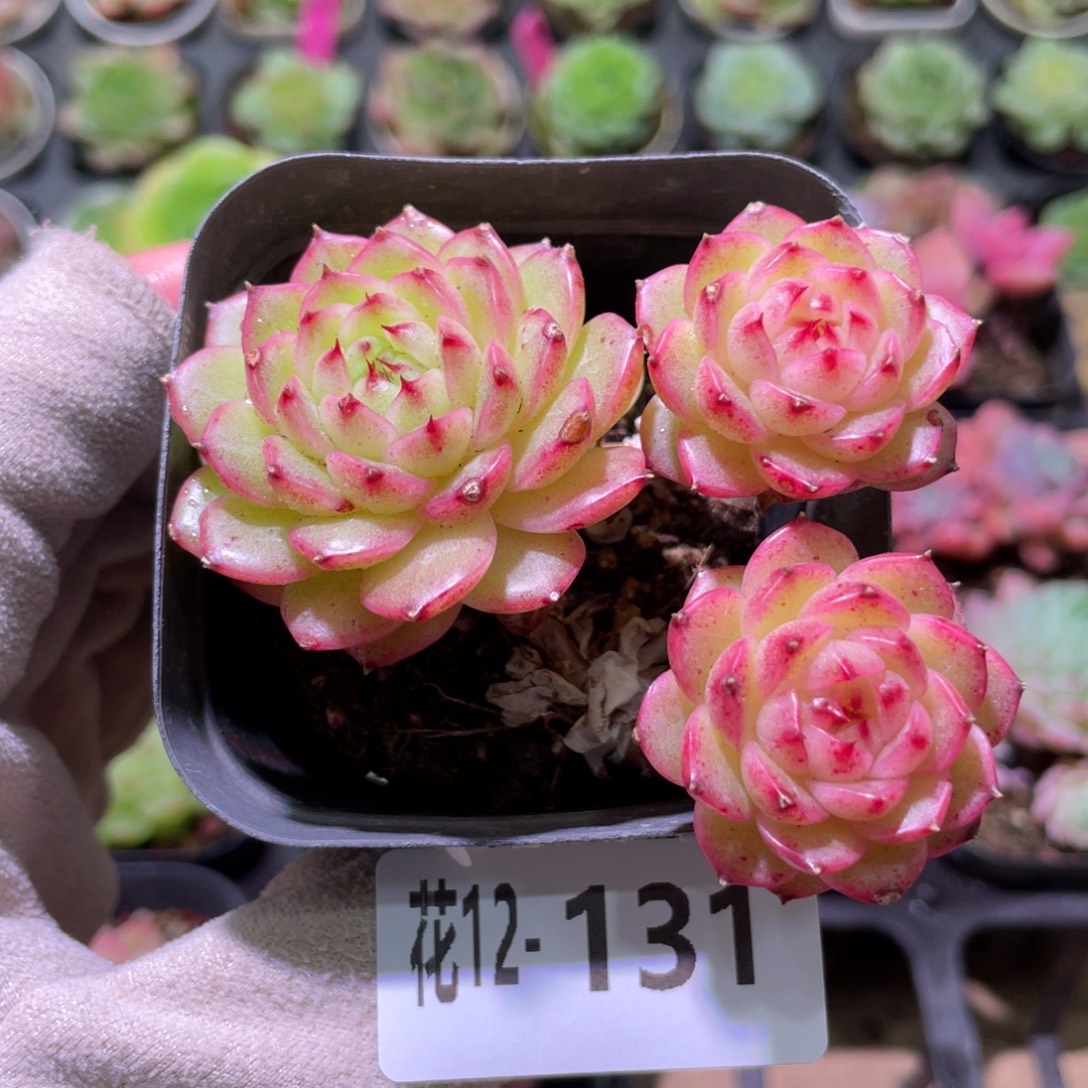 花利美12-131海王