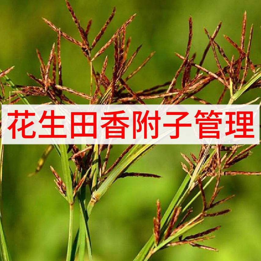 【买就送】花生田香附子专用管理助剂水溶肥