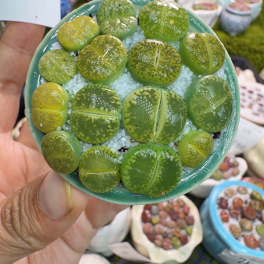 多肉植物福利冲789