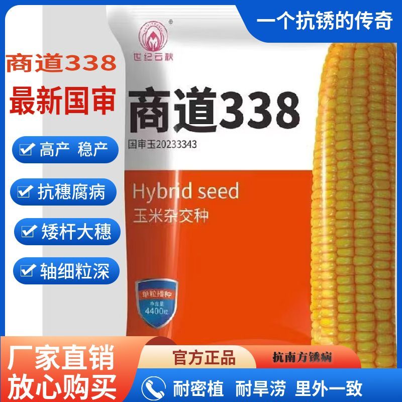 耐高温籽粒金黄硬度高抗锈商道338新国审品种国审高产玉米种子