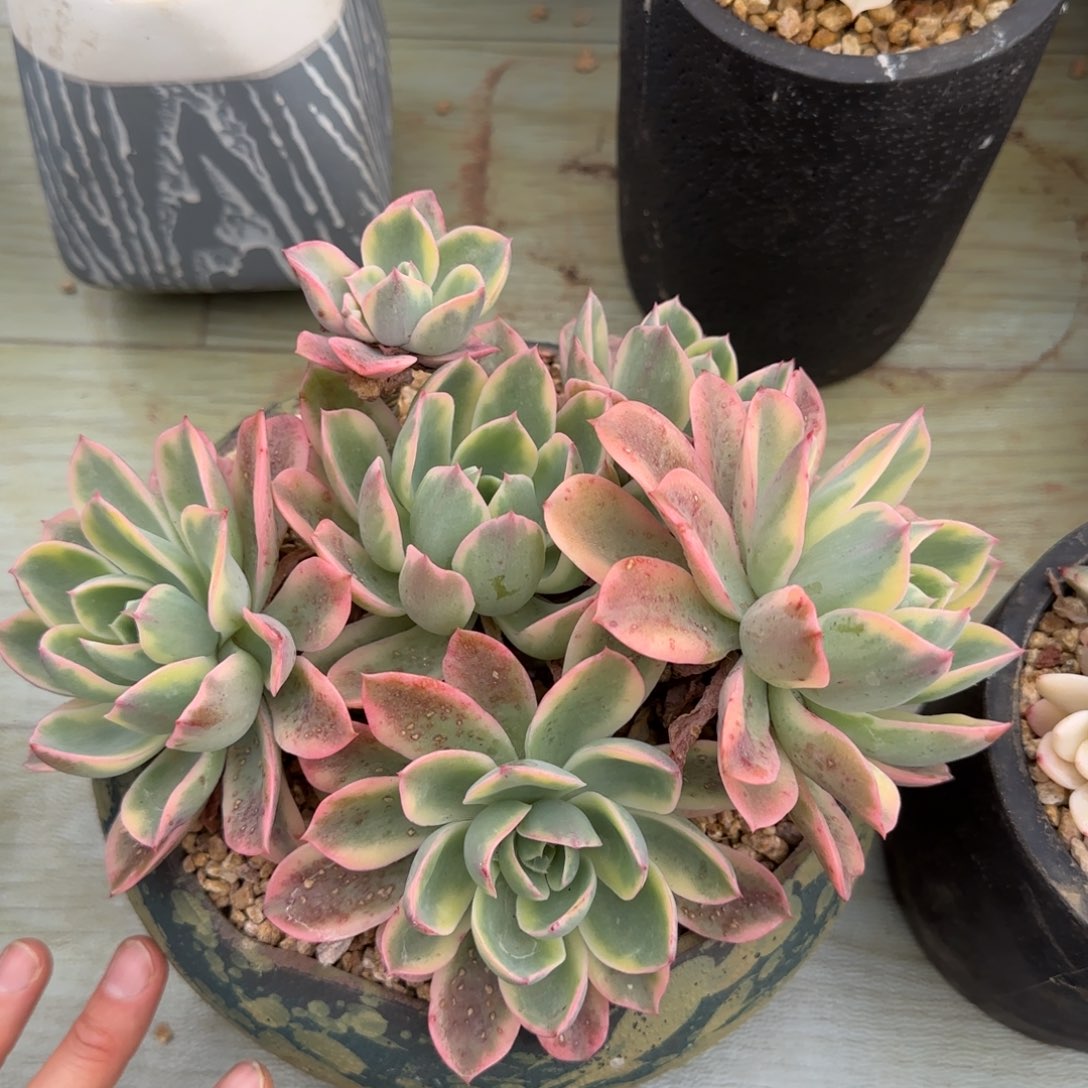 雨滴锦群   多肉植物