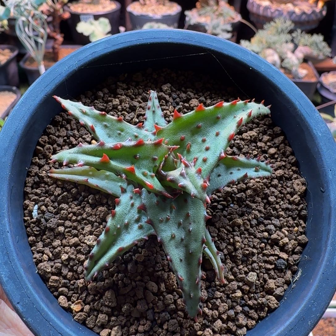 强刺卡萨蒂芦芸886 仙人球