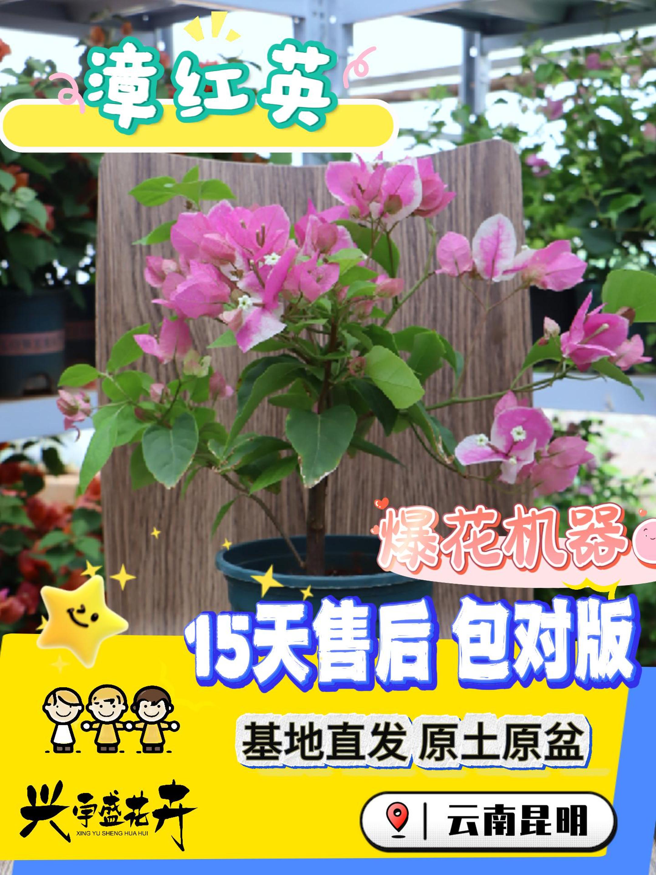 【漳红樱1加仑大冠幅】带盆土观赏渐变勤花三角梅