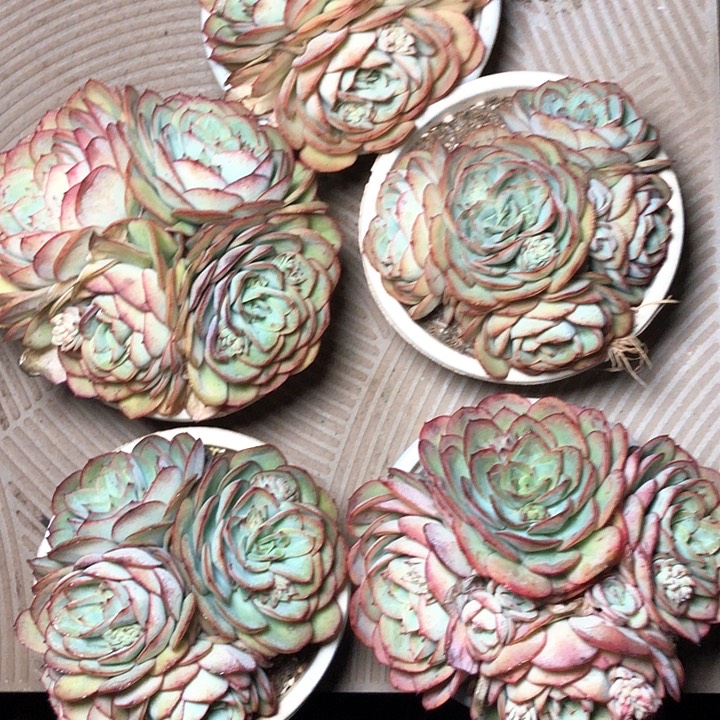 70//////////////////