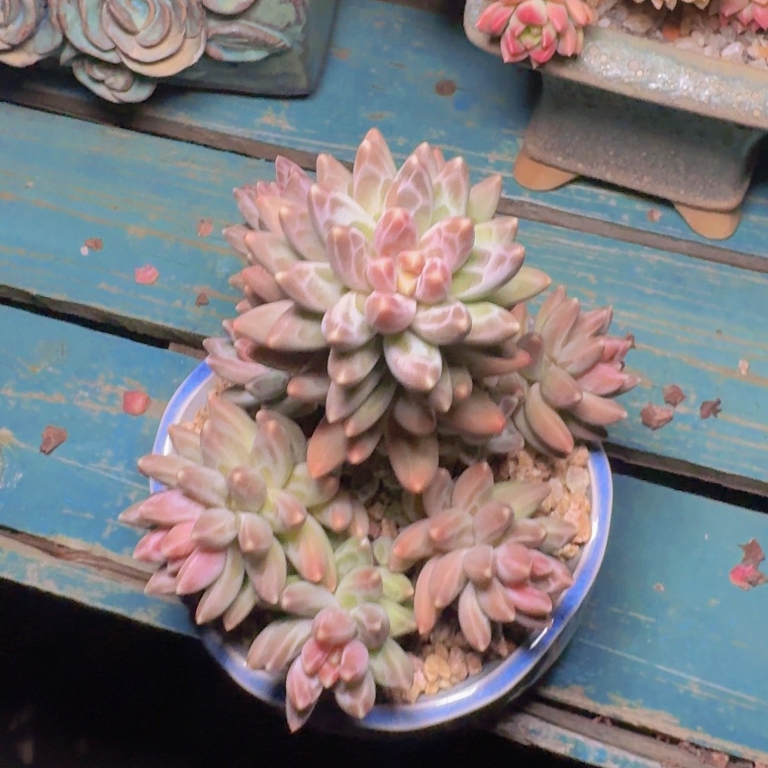 叶****多肉植物的生长发育