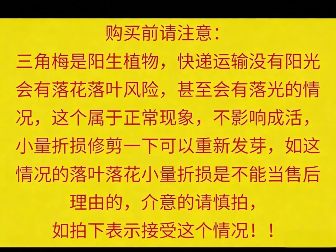【21】三角室内室外阳台庭院种植好养易活爬藤耐旱盆栽单盆