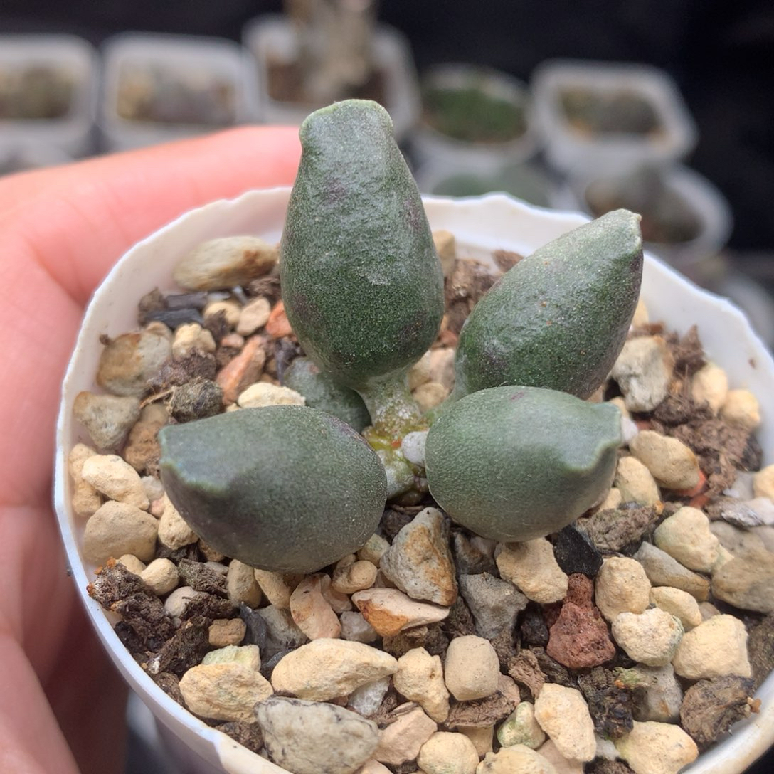 全紫海豹一物一拍多肉植物盆栽新手好养番杏科办公室花卉绿植
