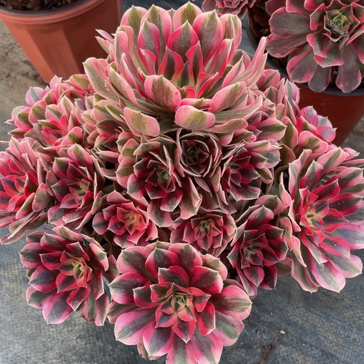 594粉女巫精品法师老桩