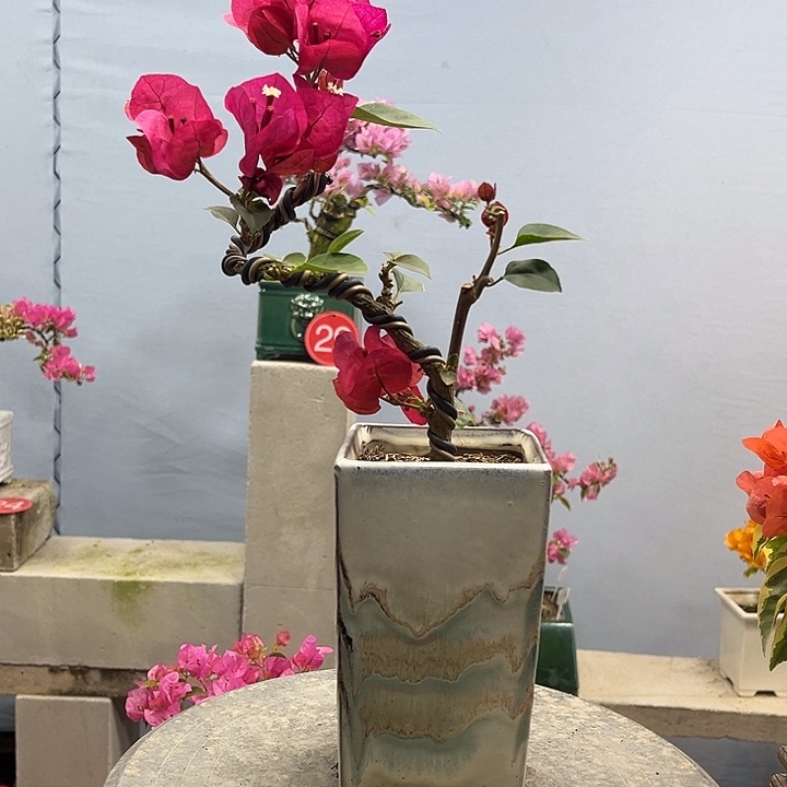 完全开放三角梅一物一拍