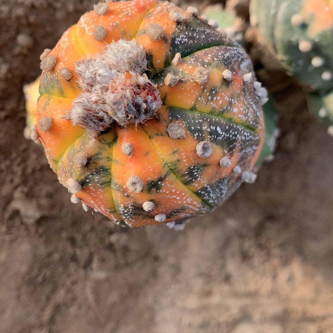 【闪购商品】素**主一兜兜兜兜