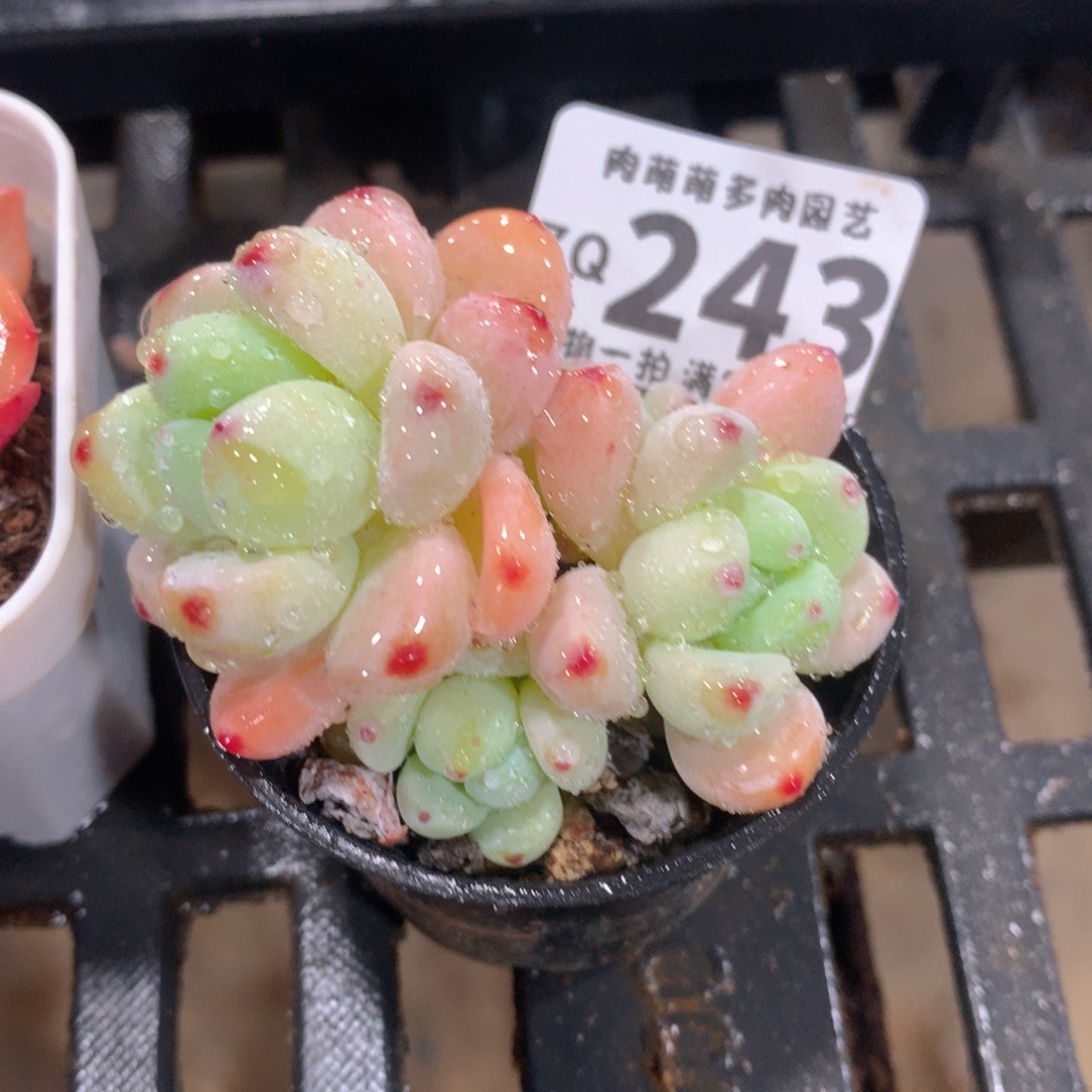 肉萌萌拇指盆精控多肉ZQ243