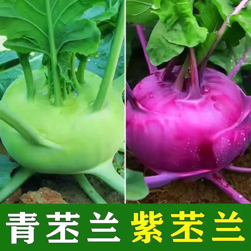 【全店满5包包邮】苤兰菜头种子四季播种