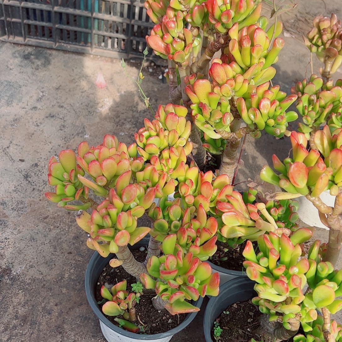 吸财树多头群生精品特价