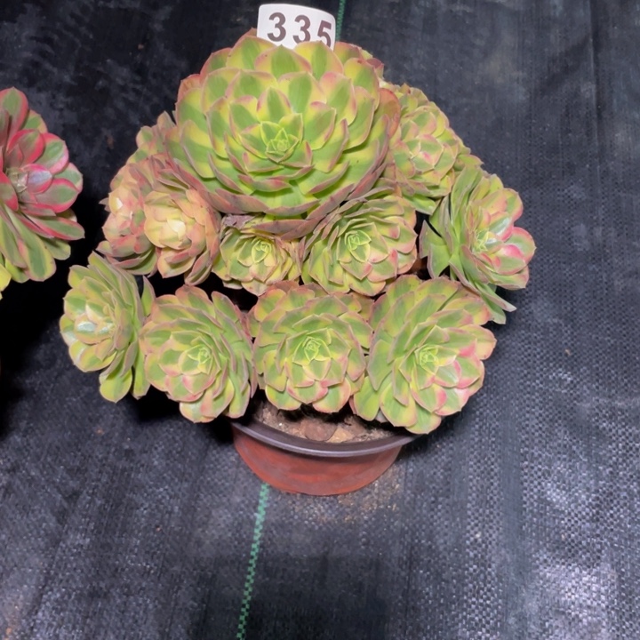 335老庄多肉法师雨荷