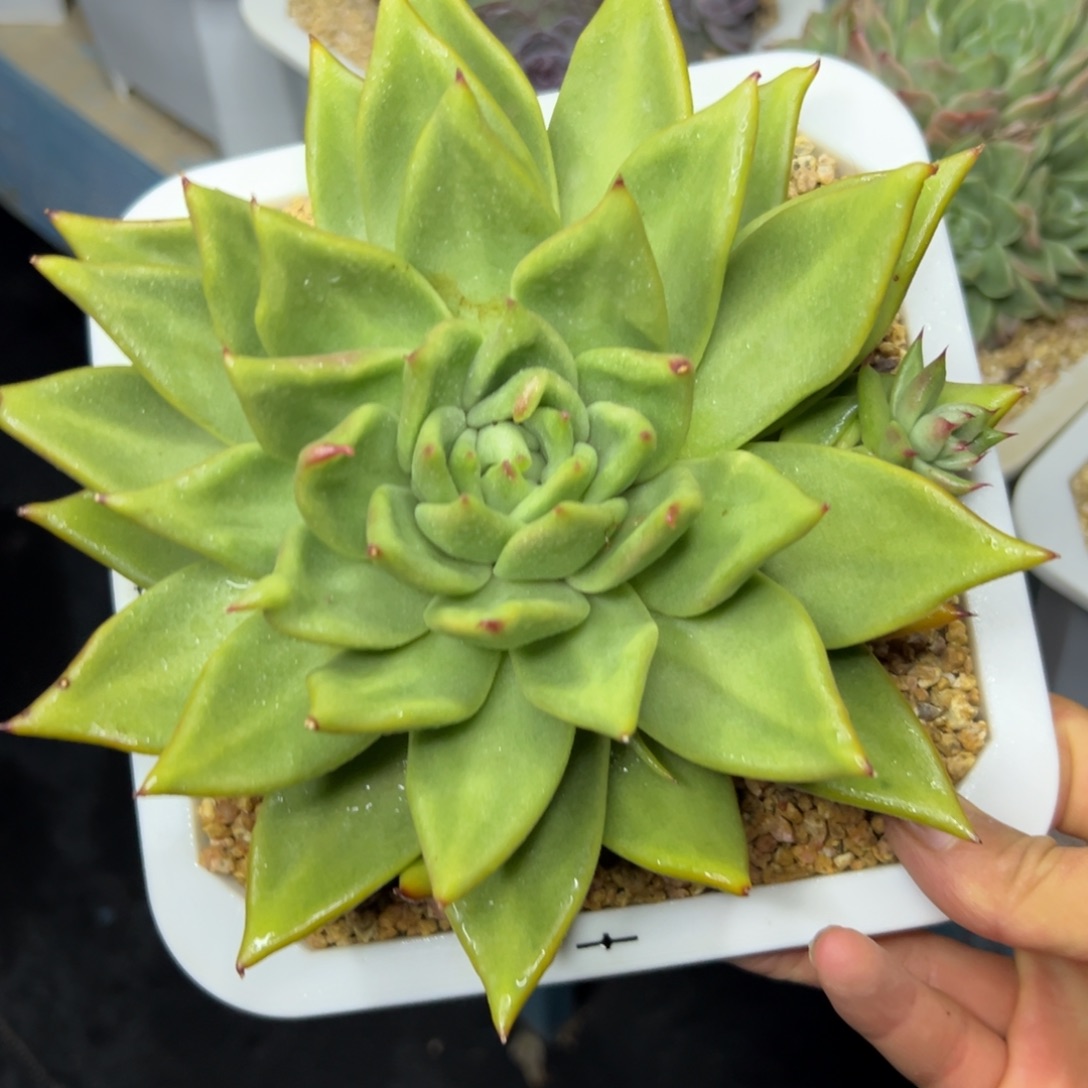 多肉植物一物一拍031