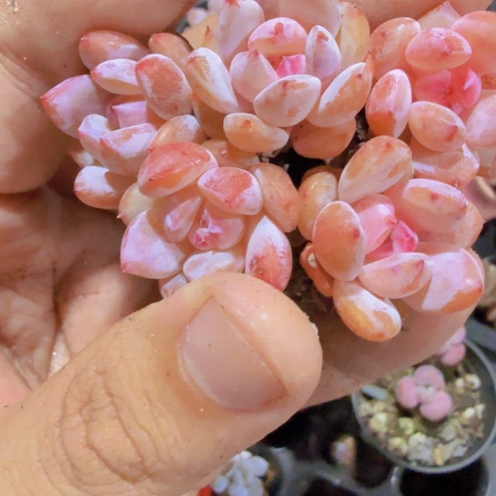 粉樱花珍妮五颗一组