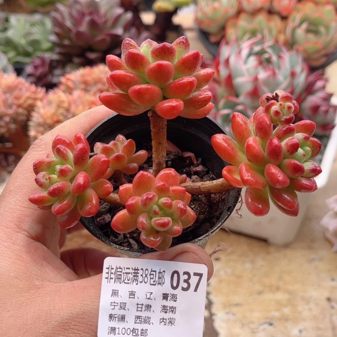 037香格里拉德华多肉