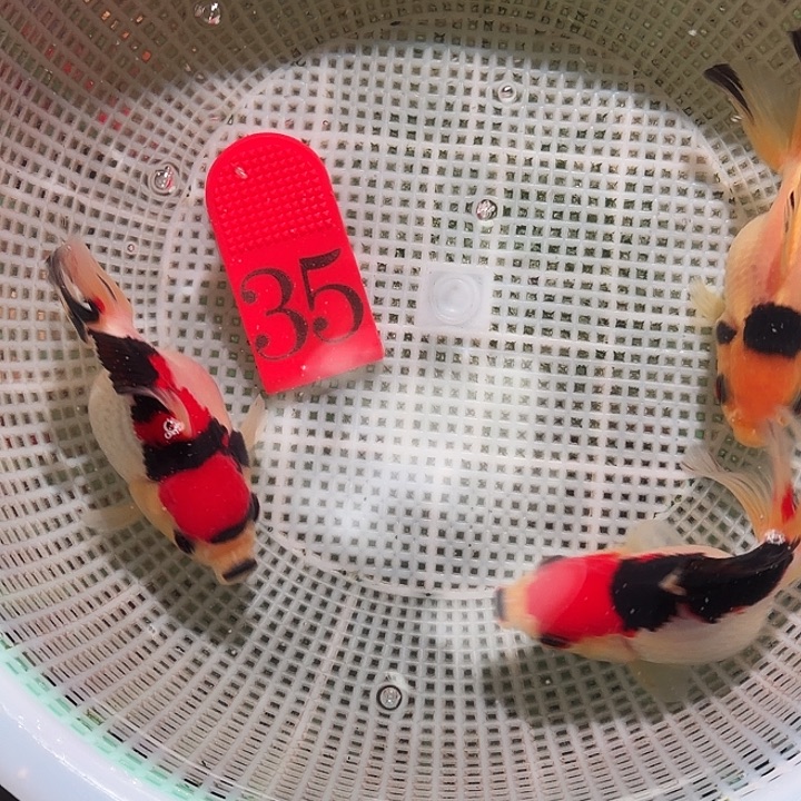 金鱼35号尺寸8-10区间