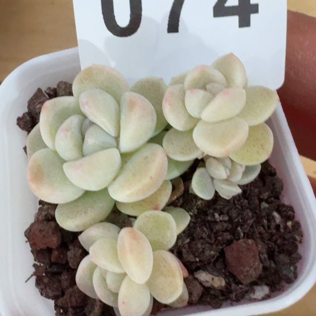 冰玉糖心         精品多肉