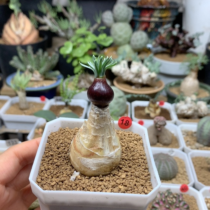 Gn弹簧草多肉带盆18