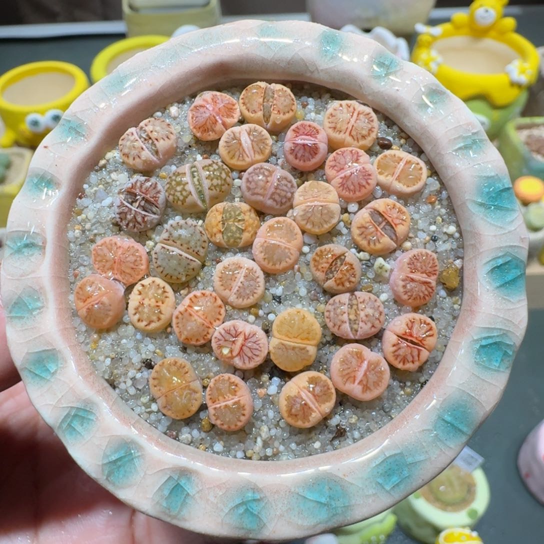 红陶蘑菇222菊纹章