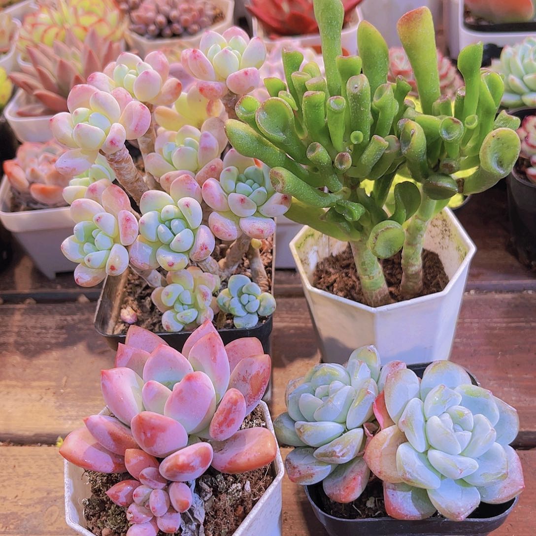 罗琦➕奥普➕吸财树➕冰玉多头