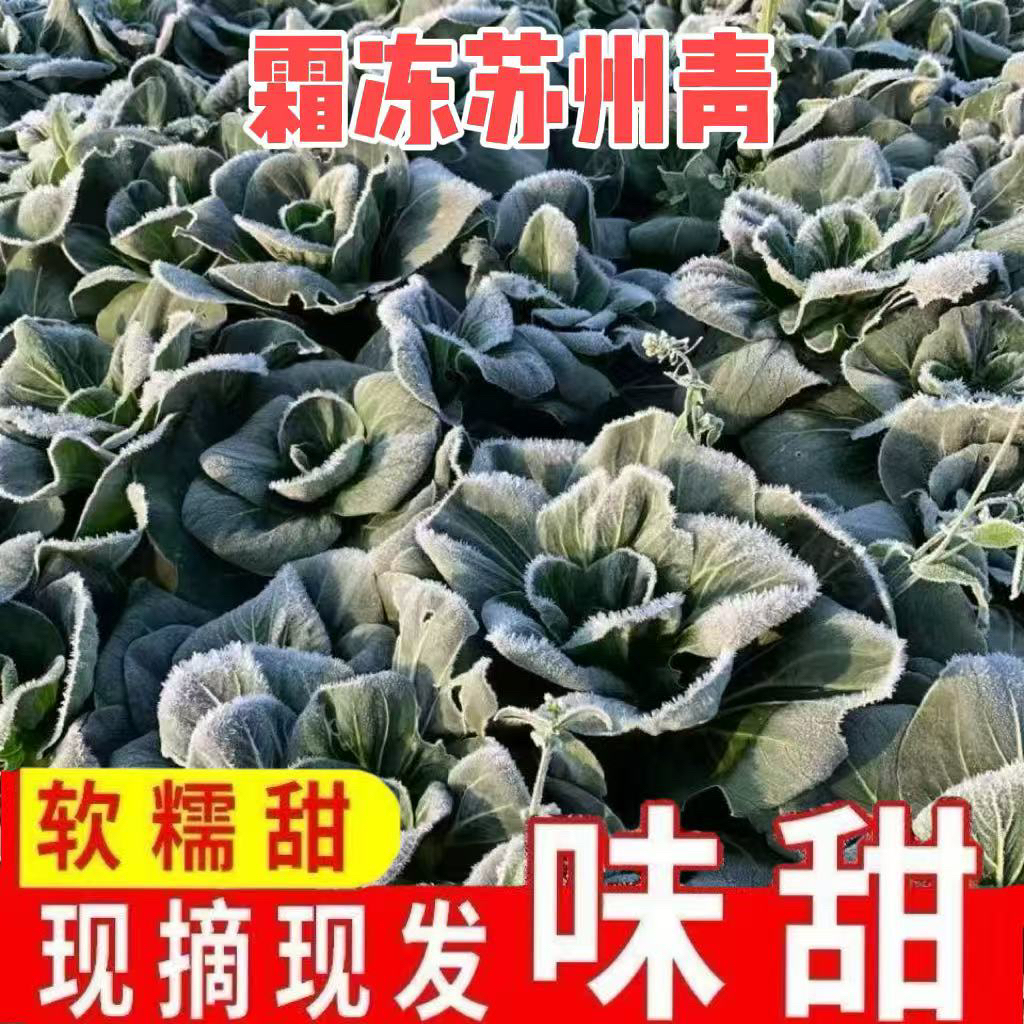 【火锅食材】苏北露天种植霜冻苏州青农家自种软糯现摘现发
